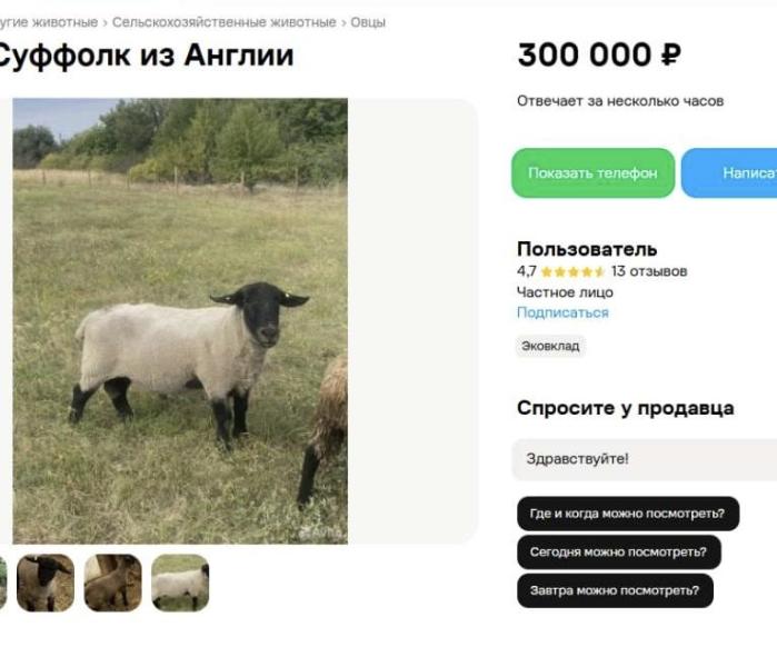 Овцы