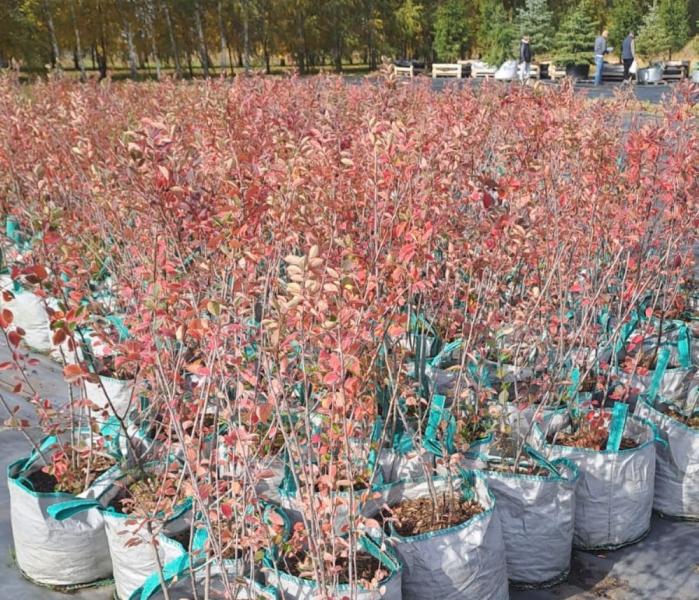 Озеленение