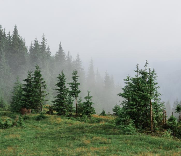 На Кожевенном кордоне в Воронежской области высадили более 23 тысяч сеянцев сосен 23,5 тысячи сосен высадили на Кожевенном кордоне в Воронежской области icon 25/10/2025 icon 16:37  © СИ "Воронежские новости"  В Воронежской области стартовала акция «Сохраним лес». В рамках мероприятия на Кожевенном кордоне было высажено множество сеянцев хвойных деревьев. Около 250 волонтеров приняли участие в создании нового соснового бора, доставив на кордон 23,5 тысячи саженцев.  Этот участок леса пострадал от масштабного