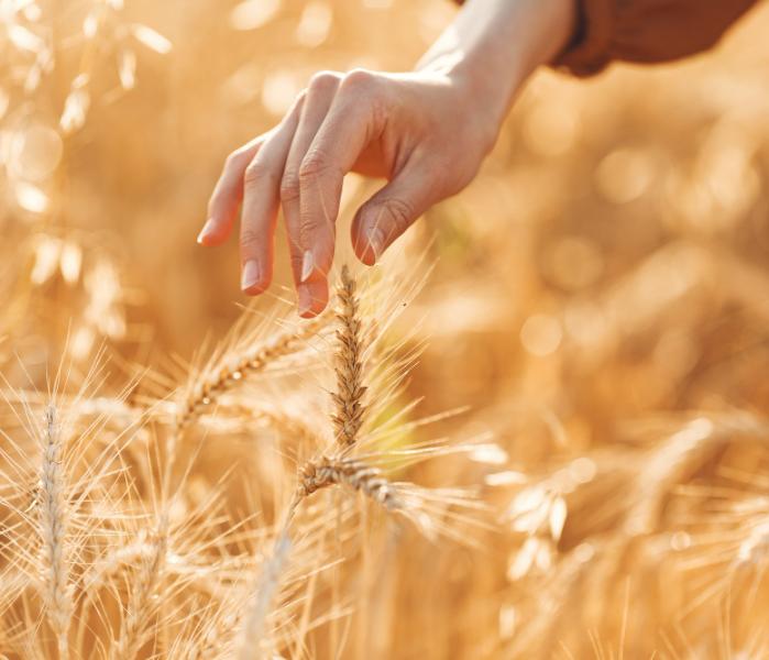 Сельское хозяйство Зерно